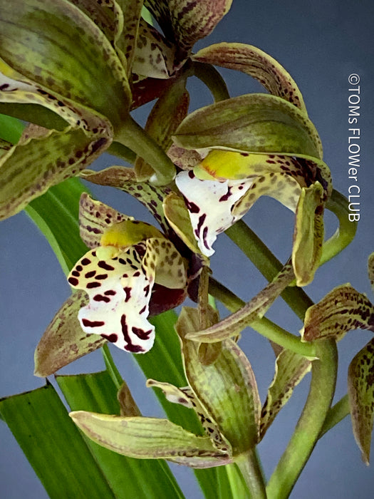 Cymbidium Erythraeum, green brown flowering orchid, organically grown tropical plants for sale at TOMs FLOWer CLUB