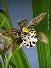 Cymbidium Erythraeum, green brown flowering orchid, organically grown tropical plants for sale at TOMs FLOWer CLUB