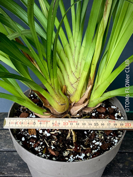 Cymbidium Erythraeum, green brown flowering orchid, organically grown tropical plants for sale at TOMs FLOWer CLUB