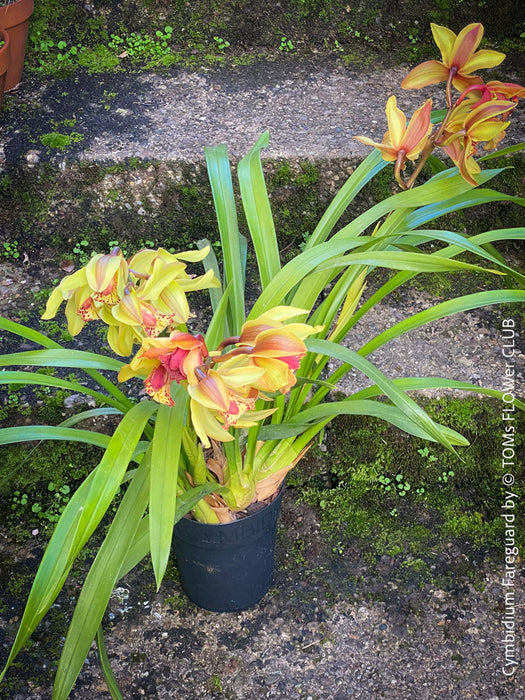 Cymbidium Hybride Fareguard, yellow green red flowering orchid, organically grown tropical plants for sale at TOMs FLOWer CLUB