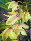 Cymbidium Hybride Fareguard, yellow green red flowering orchid, organically grown tropical plants for sale at TOMs FLOWer CLUB