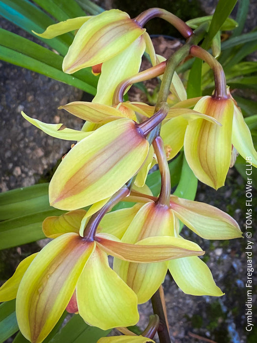 Cymbidium Hybride Fareguard, yellow green red flowering orchid, organically grown tropical plants for sale at TOMs FLOWer CLUB