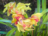 Cymbidium Hybride Fareguard, yellow green red flowering orchid, organically grown tropical plants for sale at TOMs FLOWer CLUB