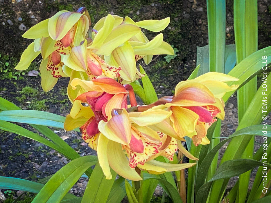 Cymbidium Hybride Fareguard, yellow green red flowering orchid, organically grown tropical plants for sale at TOMs FLOWer CLUB