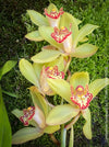 Cymbidium Hybride Fareguard, yellow green red flowering orchid, organically grown tropical plants for sale at TOMs FLOWer CLUB