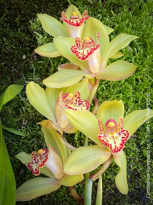 Cymbidium Hybride Fareguard, yellow green red flowering orchid, organically grown tropical plants for sale at TOMs FLOWer CLUB