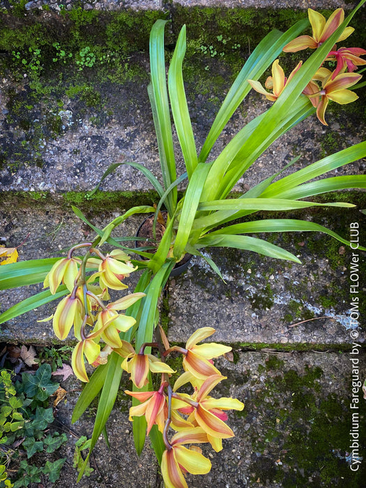 Cymbidium Hybride Fareguard, yellow green red flowering orchid, organically grown tropical plants for sale at TOMs FLOWer CLUB