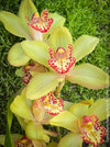 Cymbidium Hybride Fareguard, yellow green red flowering orchid, organically grown tropical plants for sale at TOMs FLOWer CLUB