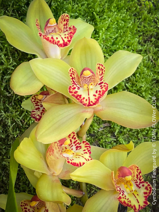 Cymbidium Hybride Fareguard, yellow green red flowering orchid, organically grown tropical plants for sale at TOMs FLOWer CLUB