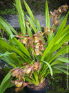 Cymbidium Hybride Houghton, burgundy brownish flowering orchid, nicely smelling, organically grown tropical plants for sale at TOMs FLOWer CLUB