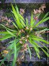 Cymbidium Hybride Houghton, burgundy brownish flowering orchid, nicely smelling, organically grown tropical plants for sale at TOMs FLOWer CLUB