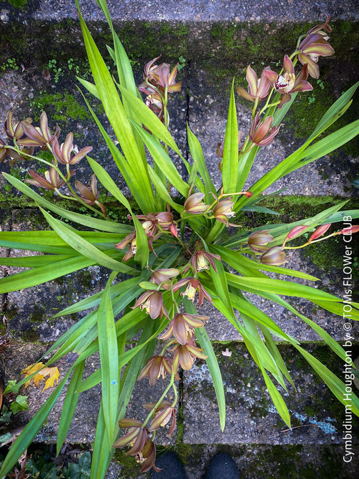 Cymbidium Hybride Houghton, burgundy brownish flowering orchid, nicely smelling, organically grown tropical plants for sale at TOMs FLOWer CLUB