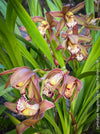 Cymbidium Hybride Houghton, burgundy brownish flowering orchid, nicely smelling, organically grown tropical plants for sale at TOMs FLOWer CLUB