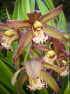 Cymbidium Hybride Houghton, burgundy brownish flowering orchid, nicely smelling, organically grown tropical plants for sale at TOMs FLOWer CLUB