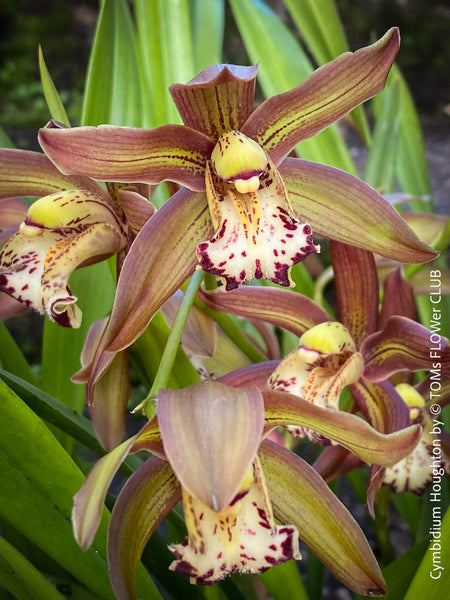 Cymbidium Hybride Houghton, burgundy brownish flowering orchid, nicely smelling, organically grown tropical plants for sale at TOMs FLOWer CLUB