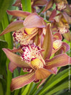 Cymbidium Hybride Houghton, burgundy brownish flowering orchid, nicely smelling, organically grown tropical plants for sale at TOMs FLOWer CLUB