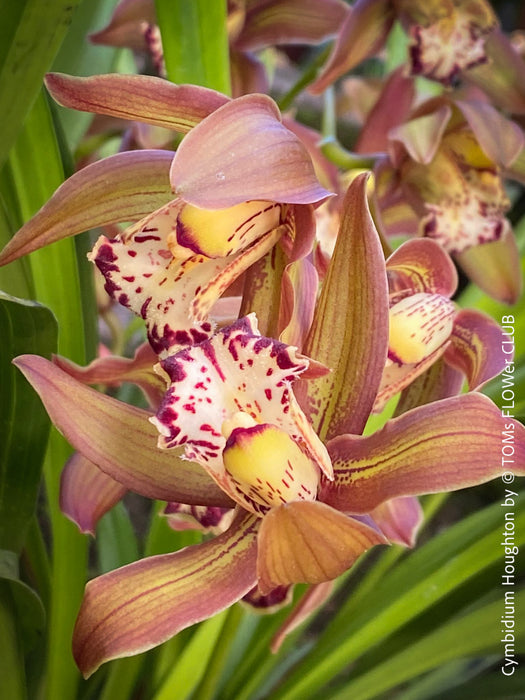 Cymbidium Hybride Houghton, burgundy brownish flowering orchid, nicely smelling, organically grown tropical plants for sale at TOMs FLOWer CLUB