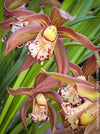 Cymbidium Hybride Houghton, burgundy brownish flowering orchid, nicely smelling, organically grown tropical plants for sale at TOMs FLOWer CLUB