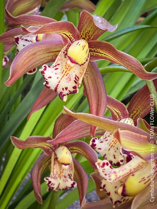 Cymbidium Hybride Houghton, burgundy brownish flowering orchid, nicely smelling, organically grown tropical plants for sale at TOMs FLOWer CLUB