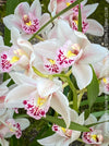 Cymbidium Hybride White Burgundy Orchid, white burgundy flowering orchid, organically grown tropical plants for sale at TOMs FLOWer CLUB