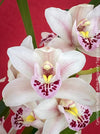 Cymbidium Hybride White Burgundy Orchid, white burgundy flowering orchid, organically grown tropical plants for sale at TOMs FLOWer CLUB