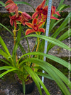 Cymbidium Hybride Burgundy Orange Orchid, burgundy flowering orchid, organically grown tropical plants for sale at TOMs FLOWer CLUB