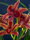 Cymbidium Hybride Burgundy Orange Orchid, burgundy flowering orchid, organically grown tropical plants for sale at TOMs FLOWer CLUB