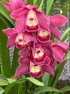 Cymbidium Hybride Burgundy Orchid, burgundy flowering orchid, organically grown tropical plants for sale at TOMs FLOWer CLUB