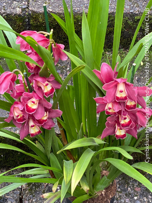 Cymbidium Hybride Burgundy Orchid, burgundy flowering orchid, organically grown tropical plants for sale at TOMs FLOWer CLUB