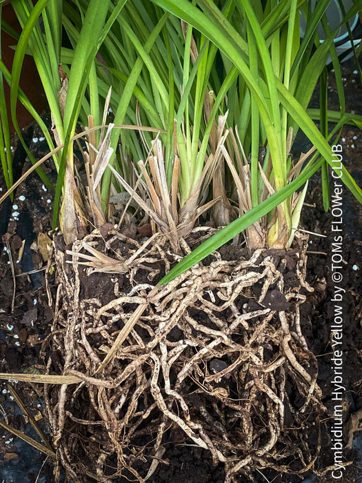 Cymbidium Hybride Houghton, burgundy brownish flowering orchid, nicely smelling, organically grown tropical plants for sale at TOMs FLOWer CLUB