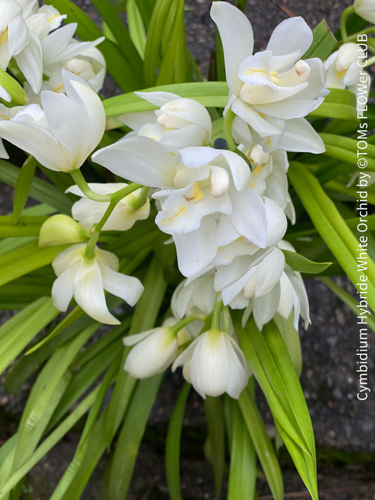 Cymbidium Hybride White Orchid, white flowering orchid, organically grown tropical plants for sale at TOMs FLOWer CLUB