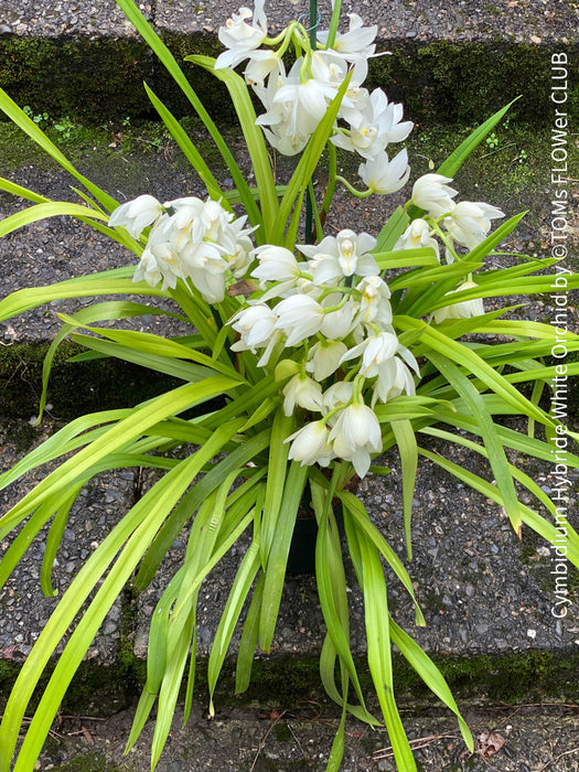 Cymbidium Hybride White Orchid, white flowering orchid, organically grown tropical plants for sale at TOMs FLOWer CLUB