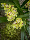 Cymbidium Hybride green yellow Orchid, flowering in green, organically grown tropical plants for sale at TOMs FLOWer CLUB.
