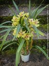Cymbidium Hybride green yellow Orchid, flowering in green, organically grown tropical plants for sale at TOMs FLOWer CLUB.