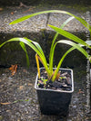 Cymbidium Hybride Yellow Orchid, yellow flowering and fragrant orchid, organically grown tropical plants for sale at TOMs FLOWer CLUB