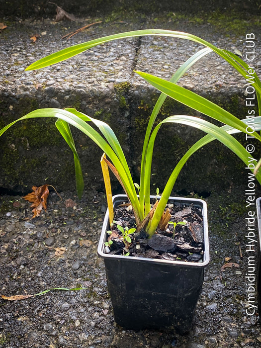 Cymbidium Hybride Yellow Orchid, yellow flowering and fragrant orchid, organically grown tropical plants for sale at TOMs FLOWer CLUB