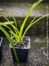 Cymbidium Hybride Yellow Orchid, yellow flowering and fragrant orchid, organically grown tropical plants for sale at TOMs FLOWer CLUB