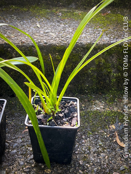 Cymbidium Hybride Yellow Orchid, yellow flowering and fragrant orchid, organically grown tropical plants for sale at TOMs FLOWer CLUB