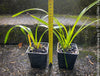 Cymbidium Hybride Yellow Orchid, yellow flowering and fragrant orchid, organically grown tropical plants for sale at TOMs FLOWer CLUB