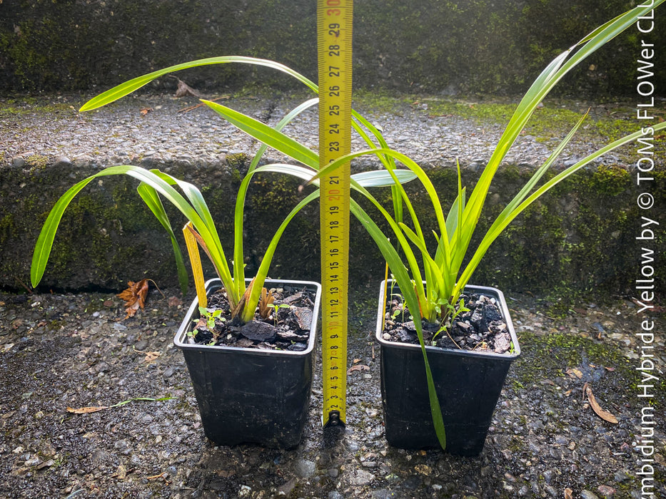 Cymbidium Hybride Yellow Orchid, yellow flowering and fragrant orchid, organically grown tropical plants for sale at TOMs FLOWer CLUB