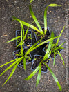 Cymbidium Hybride Yellow Orchid, yellow flowering and fragrant orchid, organically grown tropical plants for sale at TOMs FLOWer CLUB