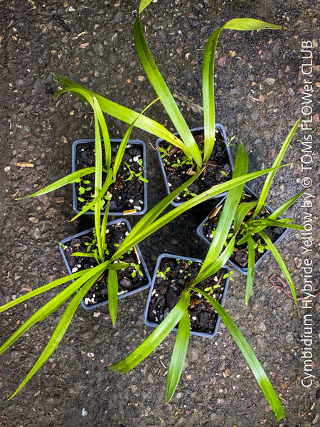 Cymbidium Hybride Yellow Orchid, yellow flowering and fragrant orchid, organically grown tropical plants for sale at TOMs FLOWer CLUB