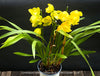 Cymbidium Hybride Yellow Orchid, yellow flowering and fragrant orchid, organically grown tropical plants for sale at TOMs FLOWer CLUB