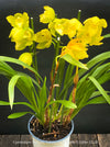 Cymbidium Hybride Yellow Orchid, yellow flowering and fragrant orchid, organically grown tropical plants for sale at TOMs FLOWer CLUB
