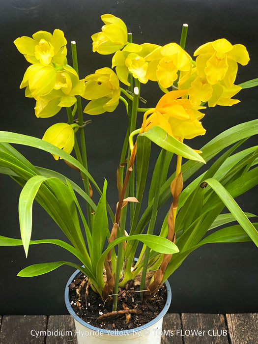 Cymbidium Hybride Yellow Orchid, yellow flowering and fragrant orchid, organically grown tropical plants for sale at TOMs FLOWer CLUB