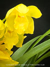 Cymbidium Hybride Yellow Orchid, yellow flowering and fragrant orchid, organically grown tropical plants for sale at TOMs FLOWer CLUB