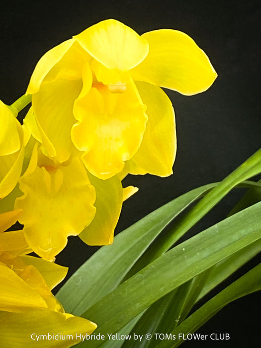 Cymbidium Hybride Yellow Orchid, yellow flowering and fragrant orchid, organically grown tropical plants for sale at TOMs FLOWer CLUB