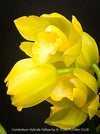 Cymbidium Hybride Yellow Orchid, yellow flowering and fragrant orchid, organically grown tropical plants for sale at TOMs FLOWer CLUB