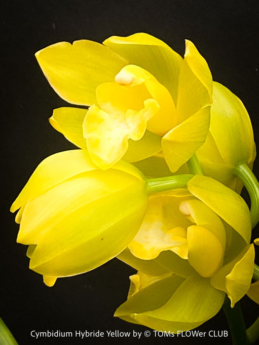 Cymbidium Hybride Yellow Orchid, yellow flowering and fragrant orchid, organically grown tropical plants for sale at TOMs FLOWer CLUB