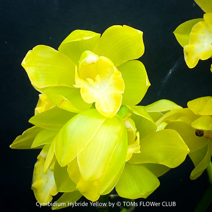 Cymbidium Hybride Yellow Orchid, yellow flowering and fragrant orchid, organically grown tropical plants for sale at TOMs FLOWer CLUB